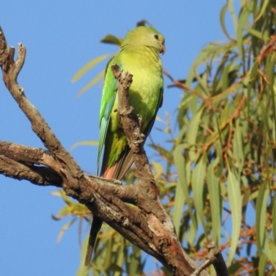 Polytelis swainsonii (Superb Parrot) at Cook, ACT - 9 Feb 2019 by HelenCross