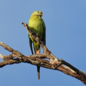 Polytelis swainsonii at Cook, ACT - 9 Feb 2019