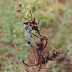 Isodontia sp. (genus) (Unidentified Grass-carrying wasp) at Cooleman Ridge - 8 Feb 2019 by HelenCross