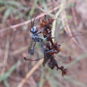 Isodontia sp. (genus) at Kambah, ACT - 8 Feb 2019