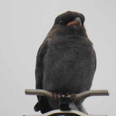 Eurystomus orientalis (Dollarbird) at Kambah, ACT - 8 Feb 2019 by HelenCross