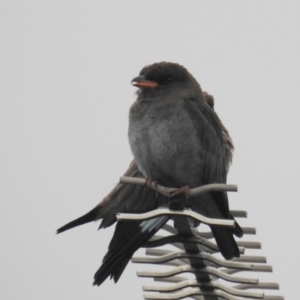 Eurystomus orientalis at Kambah, ACT - 8 Feb 2019