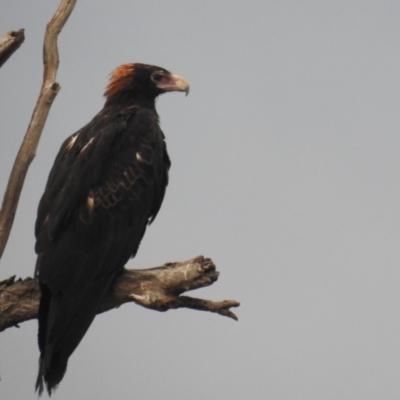 Aquila audax (Wedge-tailed Eagle) at Kambah, ACT - 8 Feb 2019 by HelenCross