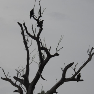 Aquila audax at Kambah, ACT - 8 Feb 2019 05:32 PM