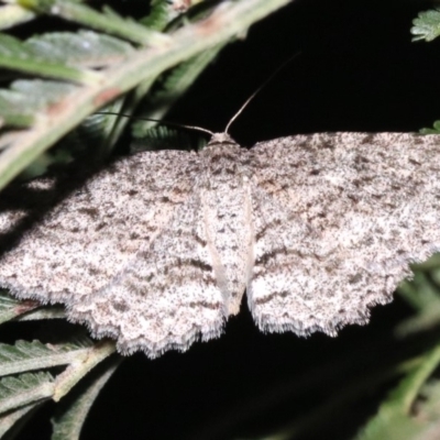 Ectropis fractaria (Ringed Bark Moth) at Ainslie, ACT - 8 Feb 2019 by jb2602