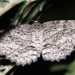 Ectropis fractaria at Ainslie, ACT - 8 Feb 2019