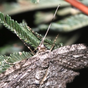 Ectropis fractaria at Ainslie, ACT - 8 Feb 2019