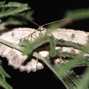 Ectropis fractaria at Ainslie, ACT - 8 Feb 2019