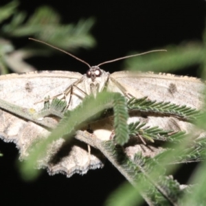 Ectropis fractaria at Ainslie, ACT - 8 Feb 2019