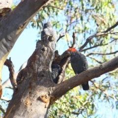 Callocephalon fimbriatum (Gang-gang Cockatoo) at Yarralumla, ACT - 8 Feb 2019 by Ratcliffe
