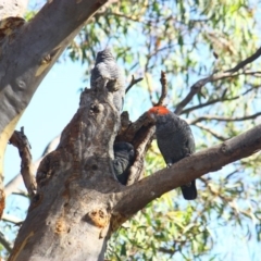 Callocephalon fimbriatum (Gang-gang Cockatoo) at Yarralumla, ACT - 9 Feb 2019 by Ratcliffe