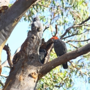 Callocephalon fimbriatum at Yarralumla, ACT - 9 Feb 2019