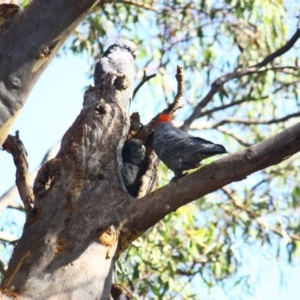 Callocephalon fimbriatum at Yarralumla, ACT - 9 Feb 2019