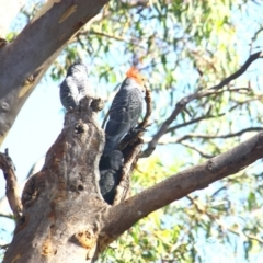 Callocephalon fimbriatum at Yarralumla, ACT - 9 Feb 2019