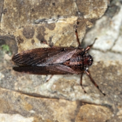 Tettigarcta crinita (Alpine Hairy Cicada) at Namadgi National Park - 7 Feb 2019 by ibaird