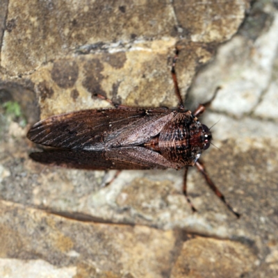 Tettigarcta crinita (Alpine Hairy Cicada) at Namadgi National Park - 7 Feb 2019 by ibaird