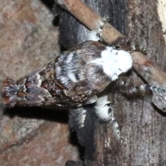 Genduara acedesta (Painted Clear Winged Snout Moth) at Ainslie, ACT - 8 Feb 2019 by jb2602