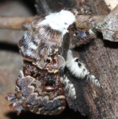 Genduara acedesta at Ainslie, ACT - 8 Feb 2019 08:58 PM