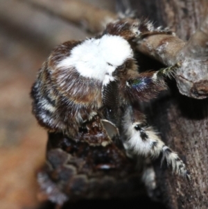 Genduara acedesta at Ainslie, ACT - 8 Feb 2019 08:58 PM