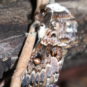 Genduara acedesta at Ainslie, ACT - 8 Feb 2019 08:58 PM