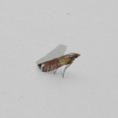 Plodia interpunctella (Indian meal moth) at Kambah, ACT - 9 Feb 2019 by MatthewFrawley