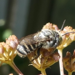 Megachile sp. (several subgenera) (Resin Bees) at Kambah, ACT - 9 Feb 2019 by HarveyPerkins