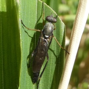 Therevidae (family) at Kambah, ACT - 9 Feb 2019 10:04 AM