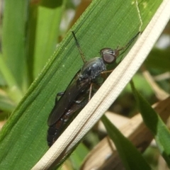 Therevidae (family) at Kambah, ACT - 9 Feb 2019 10:04 AM