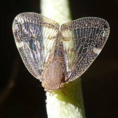 Scolypopa australis (Passionvine hopper, Fluffy bum) at Kambah, ACT - 9 Feb 2019 by HarveyPerkins