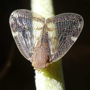 Scolypopa australis at Kambah, ACT - 9 Feb 2019