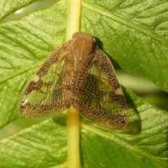 Scolypopa australis at Kambah, ACT - 9 Feb 2019