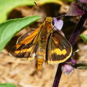 Ocybadistes walkeri at Kambah, ACT - 9 Feb 2019 11:43 AM