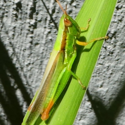 Bermius brachycerus (A grasshopper) at Kambah, ACT - 9 Feb 2019 by HarveyPerkins