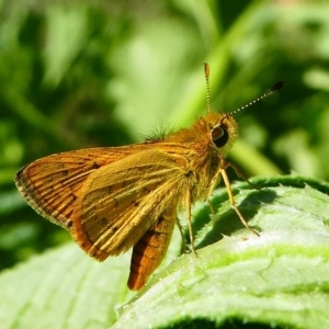 Ocybadistes walkeri at Kambah, ACT - 9 Feb 2019