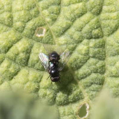 Lindneromyia sp. at Higgins, ACT - 9 Feb 2019 by AlisonMilton