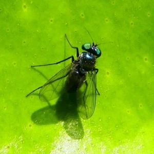 Dolichopodidae (family) at Kambah, ACT - 9 Feb 2019 12:19 PM