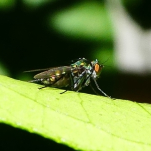 Dolichopodidae (family) at Kambah, ACT - 9 Feb 2019