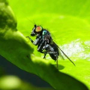 Dolichopodidae (family) at Kambah, ACT - 9 Feb 2019 12:19 PM