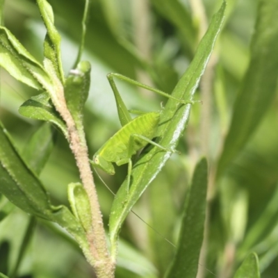 Caedicia sp. (genus) (Katydid) at Higgins, ACT - 9 Feb 2019 by AlisonMilton