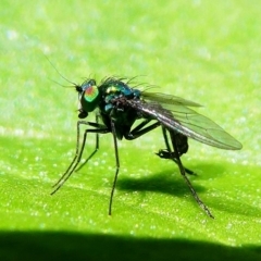 Dolichopodidae sp. (family) (Unidentified Long-legged fly) at Kambah, ACT - 9 Feb 2019 by HarveyPerkins