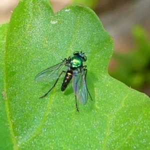 Dolichopodidae (family) at Kambah, ACT - 9 Feb 2019