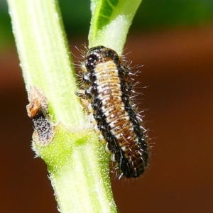 Chrysomelidae sp. (family) at Kambah, ACT - 9 Feb 2019