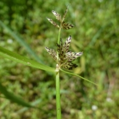 Cyperus sanguinolentus (A Sedge) at Aranda, ACT - 9 Feb 2019 by RWPurdie