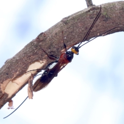 Braconidae (family) (Unidentified braconid wasp) at Ainslie, ACT - 7 Feb 2019 by jb2602