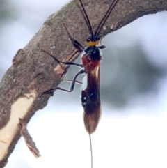 Braconidae (family) at Ainslie, ACT - 7 Feb 2019 02:20 PM