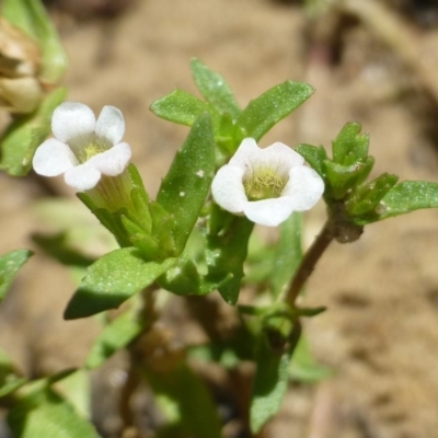 Gratiola pumilo (A Brooklime) at Aranda Bushland - 9 Feb 2019 by RWPurdie