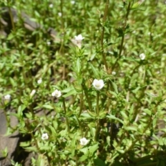 Gratiola pumilo at Aranda, ACT - 9 Feb 2019 12:00 AM