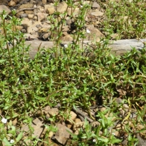 Gratiola pumilo at Aranda, ACT - 9 Feb 2019 12:00 AM