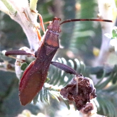 Melanacanthus scutellaris (Small brown bean bug) at Ainslie, ACT - 7 Feb 2019 by jb2602
