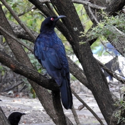 Corcorax melanorhamphos (White-winged Chough) at Acton, ACT - 8 Feb 2019 by RodDeb